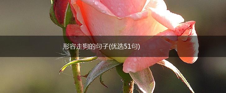 形容走狗的句子(优选51句),第1张
