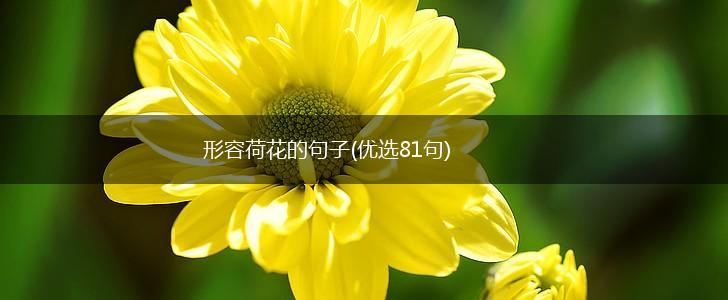 形容荷花的句子(优选81句),第1张