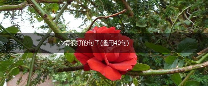 心情很好的句子(通用40句),第1张