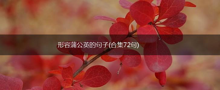 形容蒲公英的句子(合集72句),第1张