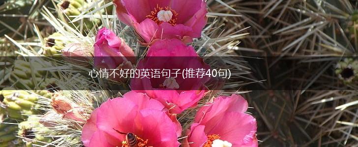 心情不好的英语句子(推荐40句),第1张