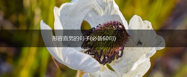 形容直男的句子(必备60句),第1张