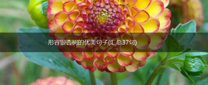 形容银杏树的优美句子(汇总37句),第1张