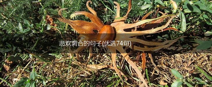 悲欢离合的句子(优选74句),第1张