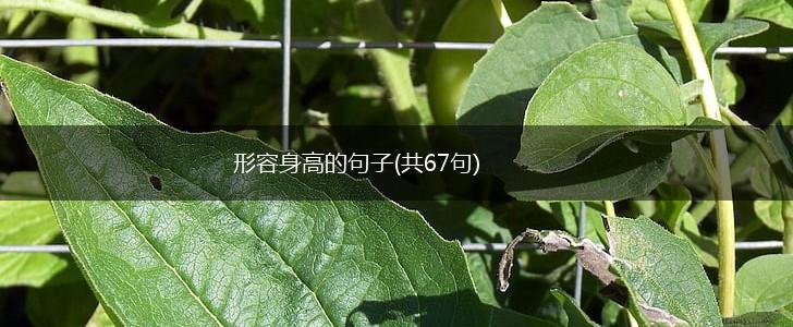 形容身高的句子(共67句),第1张