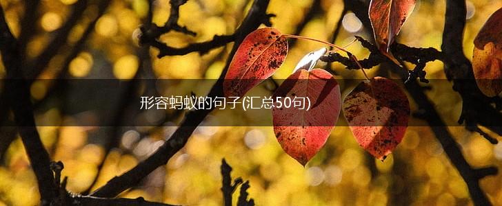 形容蚂蚁的句子(汇总50句),第1张