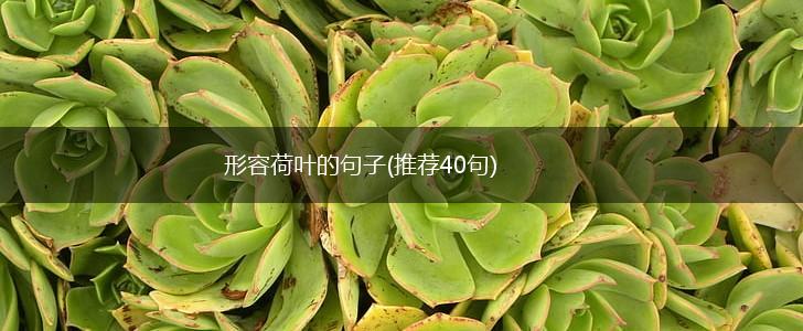 形容荷叶的句子(推荐40句),第1张