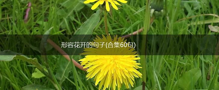 形容花开的句子(合集60句),第1张