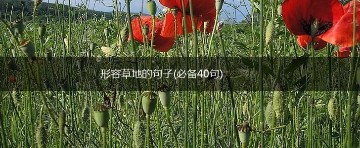 形容草地的句子(必备40句),第1张