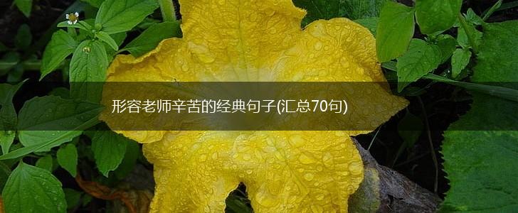 形容老师辛苦的经典句子(汇总70句),第1张