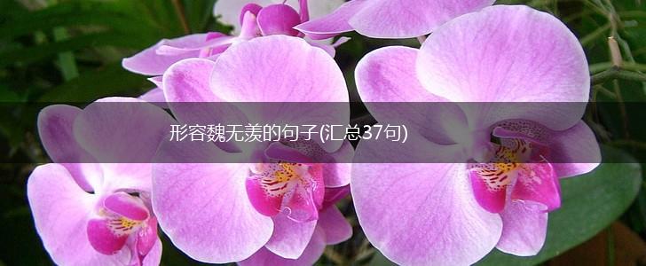 形容魏无羡的句子(汇总37句),第1张