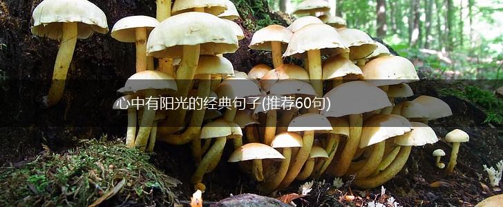 心中有阳光的经典句子(推荐60句),第1张