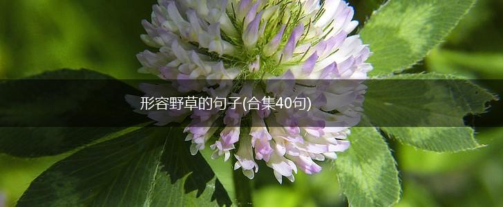 形容野草的句子(合集40句),第1张
