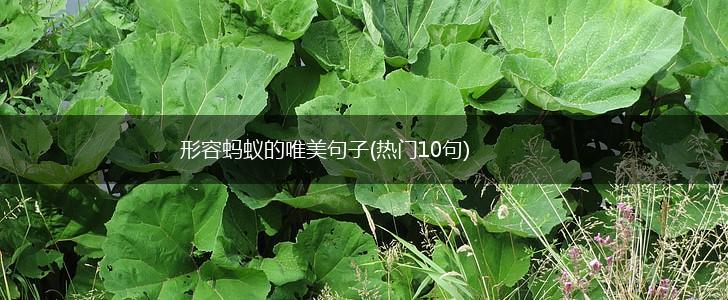 形容蚂蚁的唯美句子(热门10句),第1张