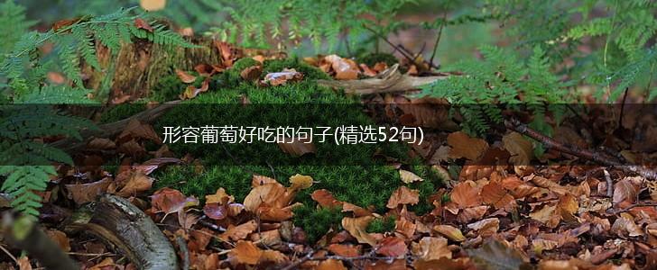 形容葡萄好吃的句子(精选52句),第1张