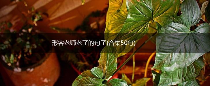 形容老师老了的句子(合集50句),第1张