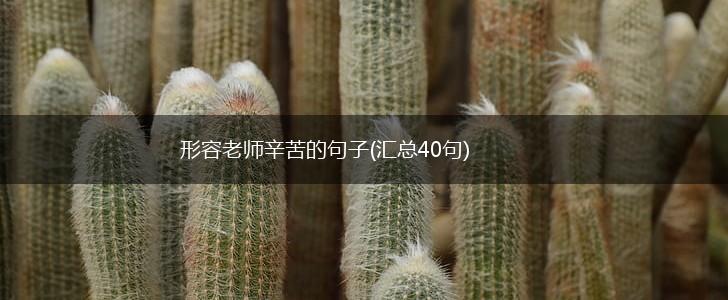 形容老师辛苦的句子(汇总40句),第1张