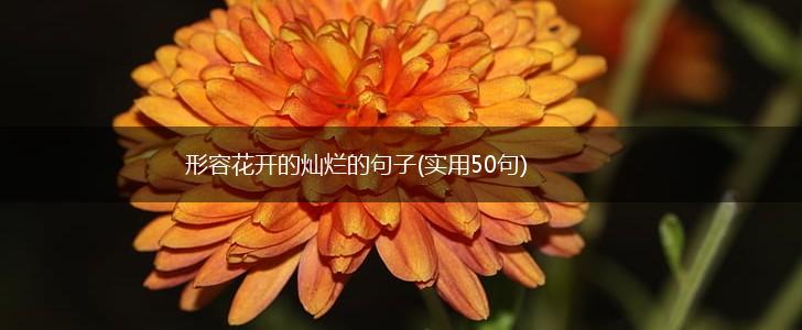 形容花开的灿烂的句子(实用50句),第1张