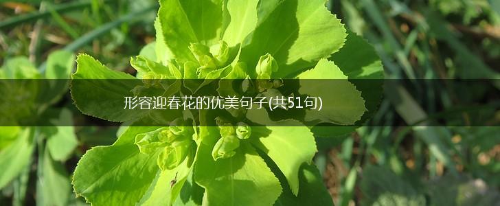 形容迎春花的优美句子(共51句),第1张