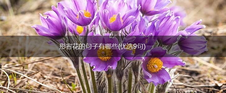 形容花的句子有哪些(优选9句),第1张