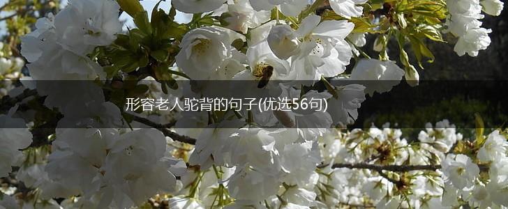 形容老人驼背的句子(优选56句),第1张