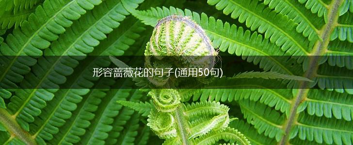 形容蔷薇花的句子(通用50句),第1张