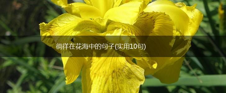 徜徉在花海中的句子(实用10句),第1张