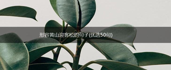 形容黄山迎客松的句子(优选50句),第1张
