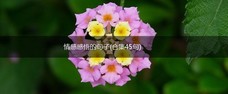 情感感悟的句子(合集45句),第1张