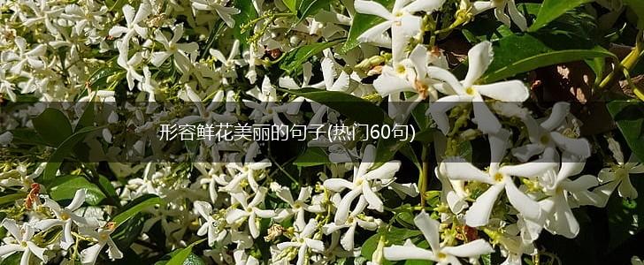 形容鲜花美丽的句子(热门60句),第1张