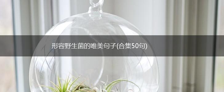 形容野生菌的唯美句子(合集50句),第1张
