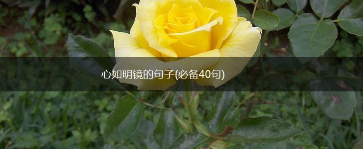 心如明镜的句子(必备40句),第1张