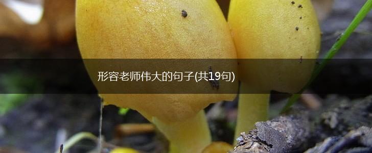 形容老师伟大的句子(共19句),第1张