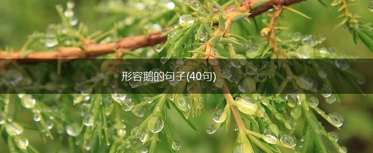 形容鹅的句子(40句),第1张