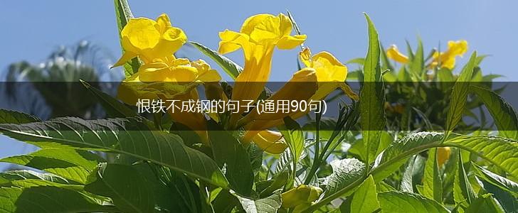 恨铁不成钢的句子(通用90句),第1张