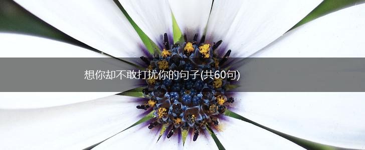 想你却不敢打扰你的句子(共60句),第1张