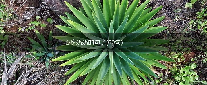 心疼奶奶的句子(60句),第1张