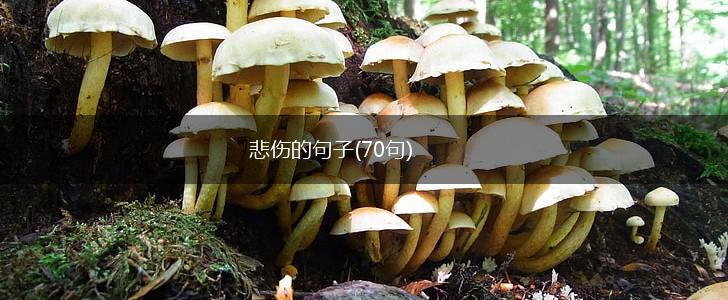 悲伤的句子(70句),第1张