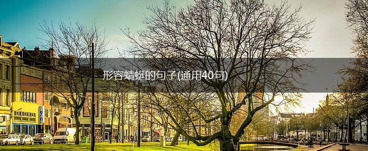 形容蜻蜓的句子(通用40句),第1张
