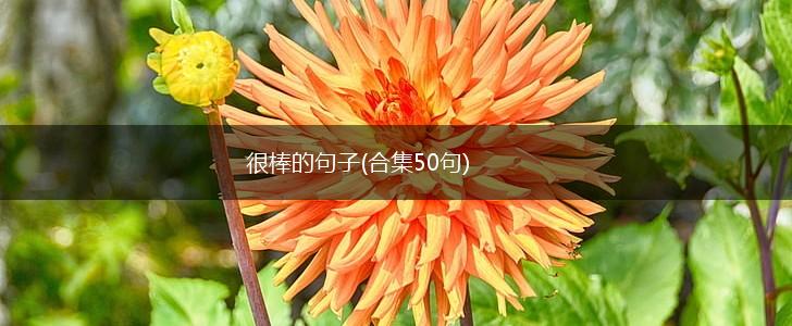 很棒的句子(合集50句),第1张