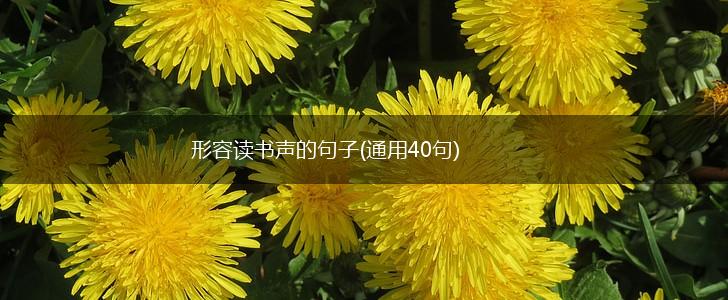 形容读书声的句子(通用40句),第1张