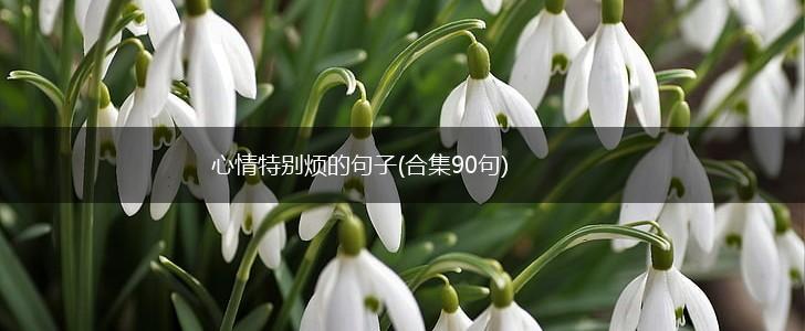 心情特别烦的句子(合集90句),第1张