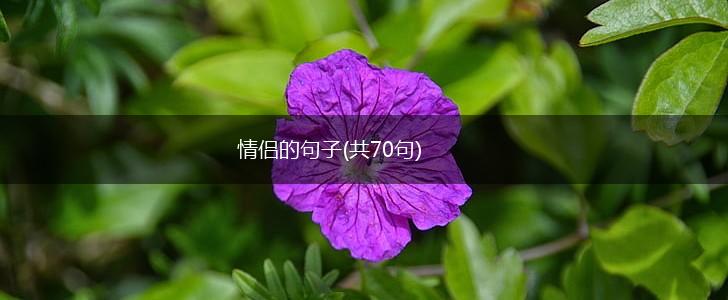 情侣的句子(共70句),第1张