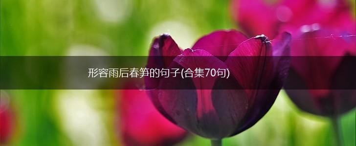 形容雨后春笋的句子(合集70句),第1张
