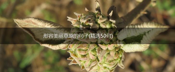 形容美丽草原的句子(精选50句),第1张