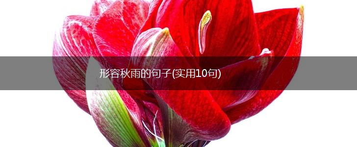 形容秋雨的句子(实用10句),第1张