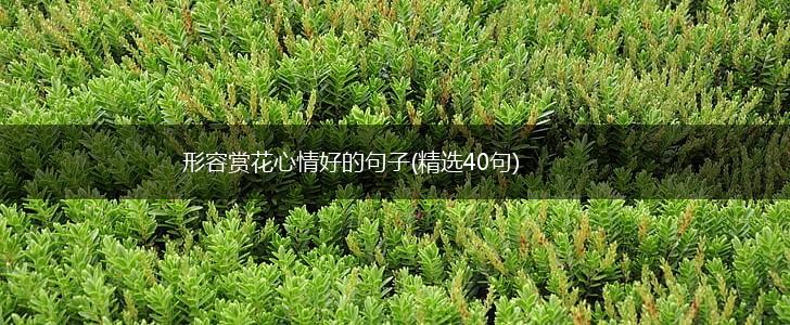 形容赏花心情好的句子(精选40句),第1张