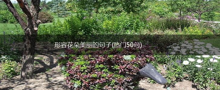 形容花朵美丽的句子(热门50句),第1张