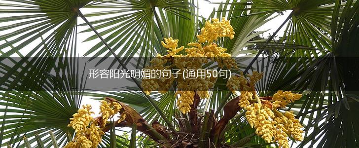 形容阳光明媚的句子(通用50句),第1张