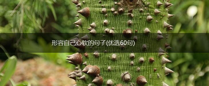 形容自己心软的句子(优选60句),第1张